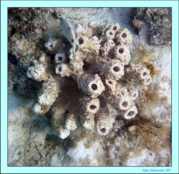 209   07   Sibuan 02